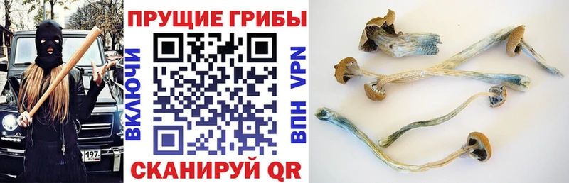 наркотики  OMG ТОР  Галлюциногенные грибы GOLDEN TEACHER  Усть-Лабинск 